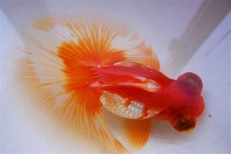 金魚懷孕怎麼看